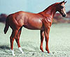 Painted Weanling