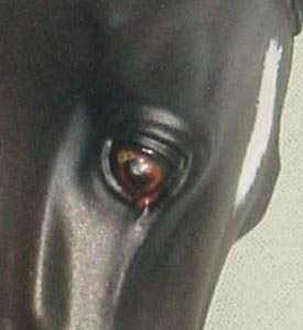 Knightly Cadence Painted by Diana Fryer