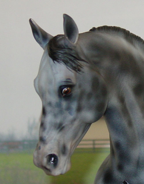 Knightly Cadence Painted by Diana Fryer