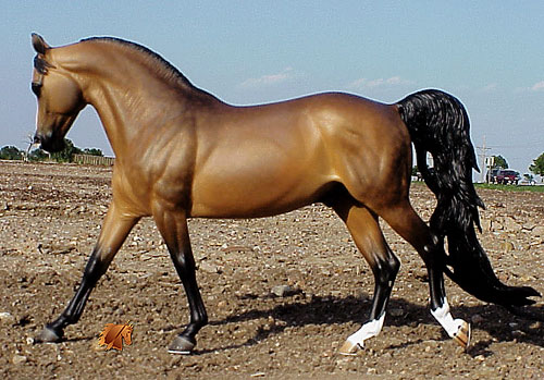 Knightly Cadence #16 Painted by C. Williams