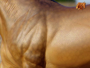 Knightly Cadence #16 Painted by C. Williams