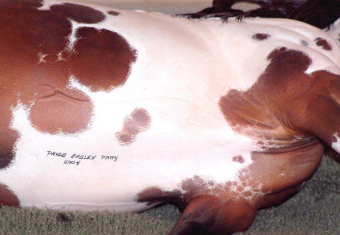 Knightly Cadence Painted by Paige Easley Patty