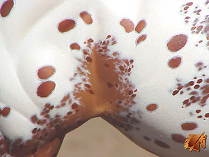 Matriarch #8 Painted by Carol Williams