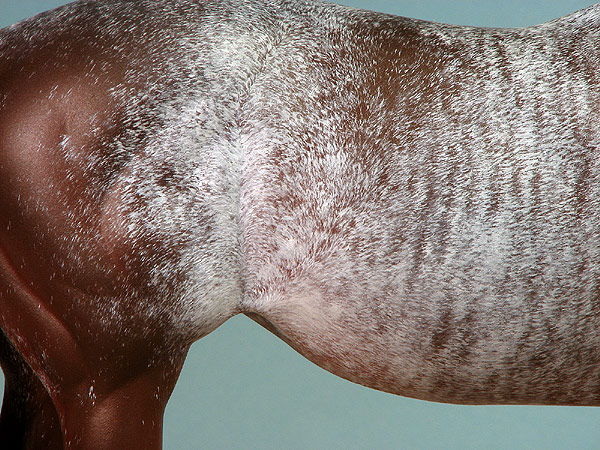 Matriarch #29 Painted by Carol Williams