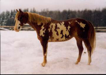 Matriarch Painted by Juliane Garstka