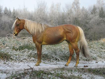 Matriarch Painted by Juliane Garstka