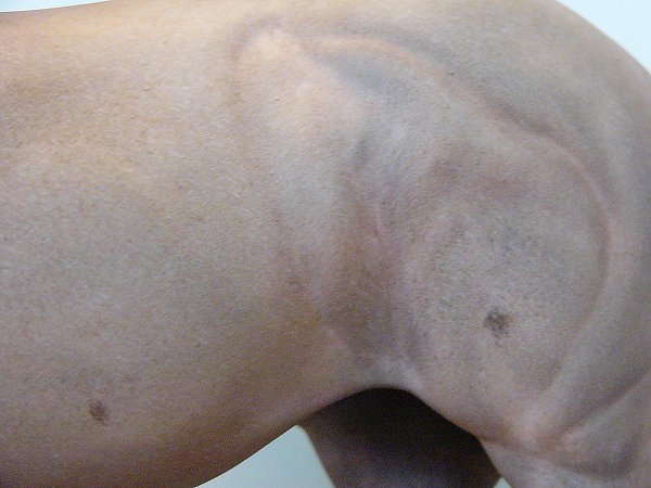 Matriarch Painted by Lynn Weber