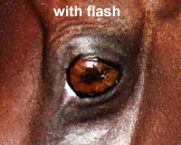 Matriarch Painted by Lynn Weber