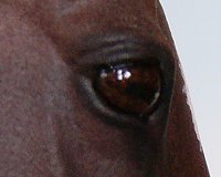 Matriarch Painted by Lynn Weber