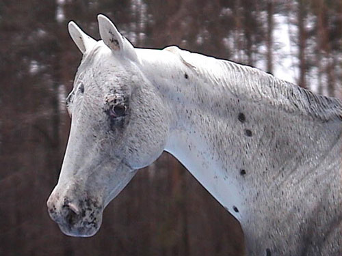 Matriarch Painted by Billie Campbell