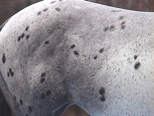 Matriarch Painted by Billie Campbell