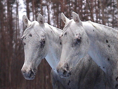 Matriarch Painted by Billie Campbell