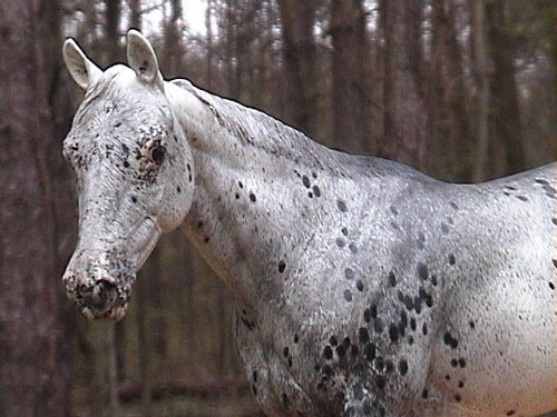 Matriarch Painted by Billie Campbell
