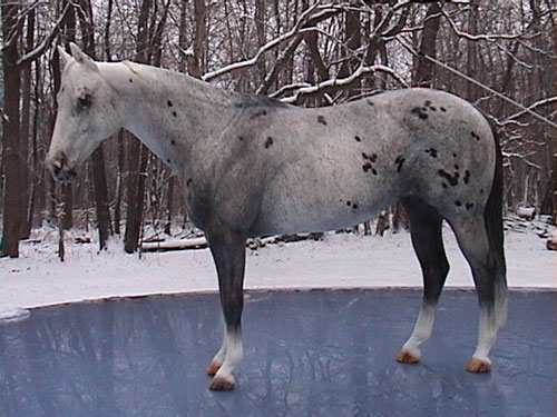 Matriarch Painted by Billie Campbell