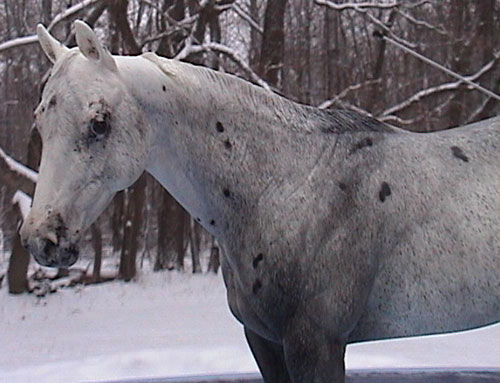 Matriarch Painted by Billie Campbell