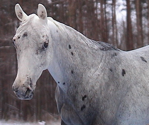 Matriarch Painted by Billie Campbell