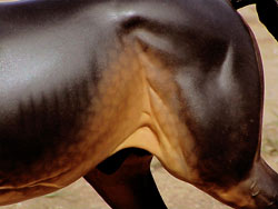 Kilbourn Deputed Duke painted by C. Williams