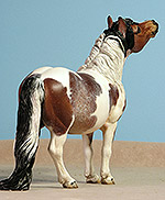 Painted by C. Williams