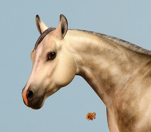 Rose Little Lonestar painted by C. Williams