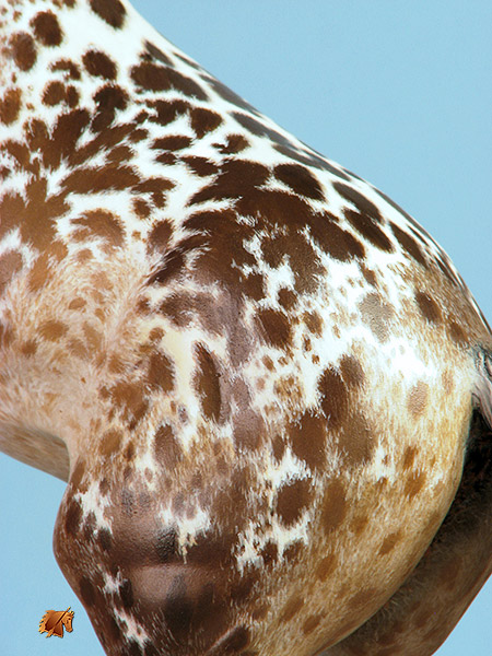 Eberl Ginger painted by C. Williams