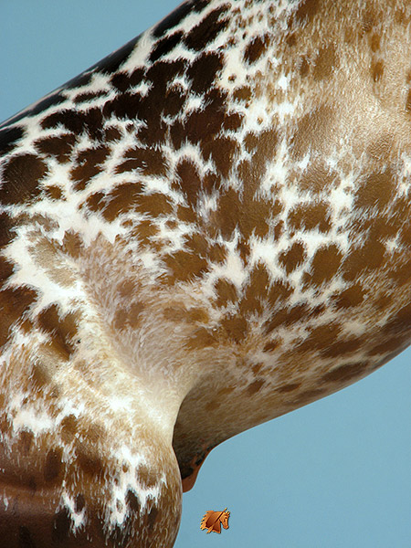 Eberl Ginger painted by C. Williams