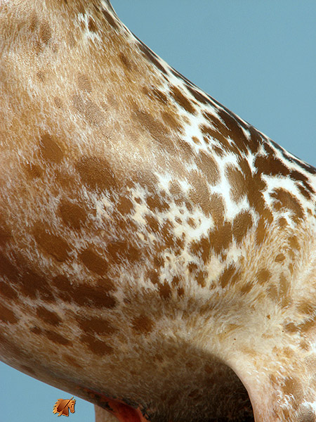 Eberl Ginger painted by C. Williams