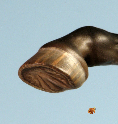 Eberl Ginger painted by C. Williams