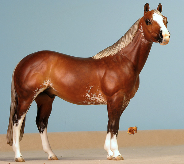 Custom Breyer CQHS  by C. Williams