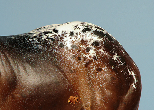 Scott Levi Dockers painted by C. Williams