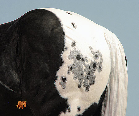 Scott Levi Dockers painted by C. Williams