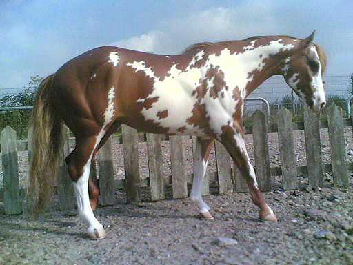 Garstka Ravin SanLena painted by C. Williams