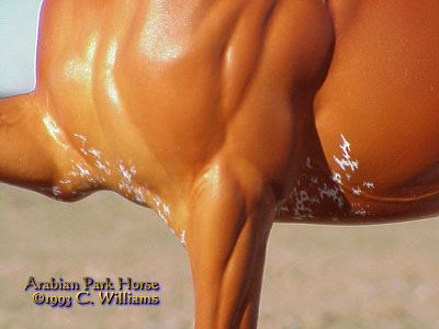 Arabian Park Horse Phase 2 #103/125