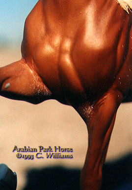 Arabian Park Horse Phase 2 #106/125
