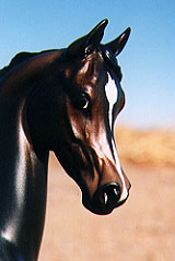 Arabian Park Horse Phase 2 #44/125