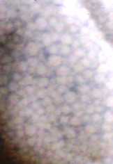 Blue Frost - ISH Special Run