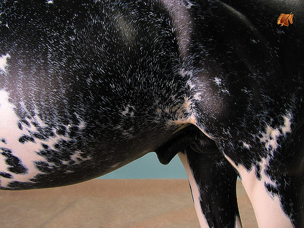 Valor #11 Painted by C. Williams