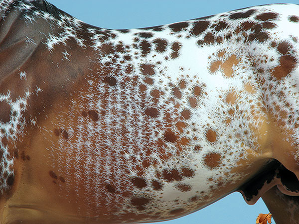 Valor #23 Painted by C. Williams