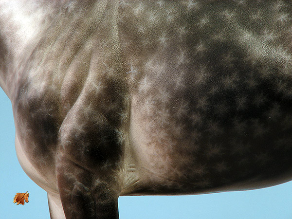 Victrix #15 Painted by C. Williams