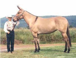 ValorHP Painted by Liesl Dalpe