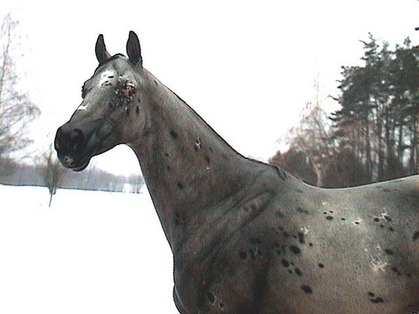 Valor Painted by Billie Campbell