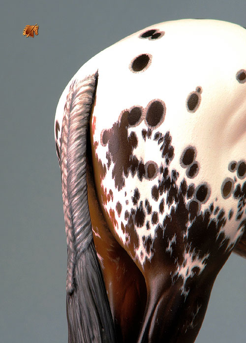 Venator painted by Carol Williams