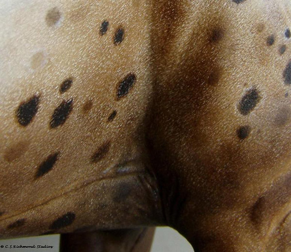 Venator painted by Sandra Hottinger