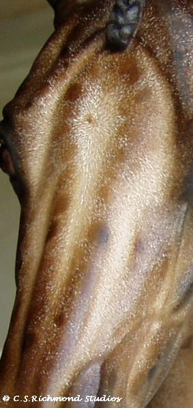 Venator painted by Sandra Hottinger