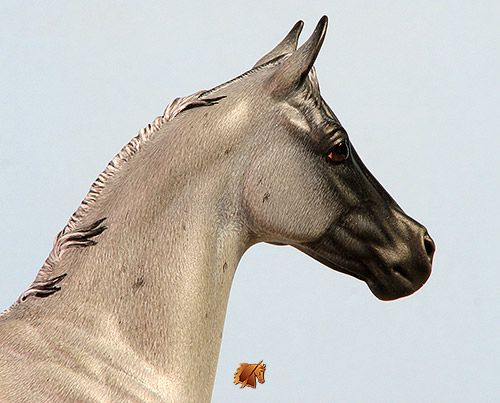 Okie Rio #22 Painted by Carol Williams