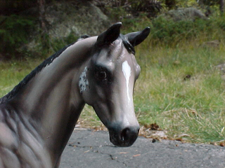 Weanling Painted by Jennifer Scott