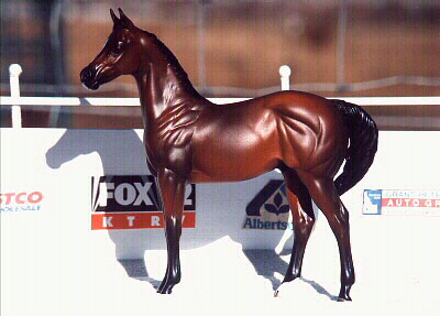 Weanling Painted by Katie Richards