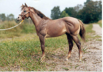 Weanling Painted by Juliane Garstka