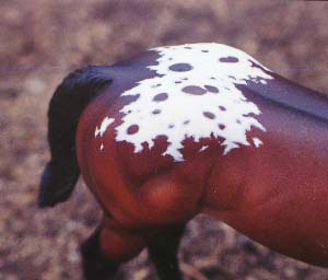 Weanling Painted by Claire Rieger