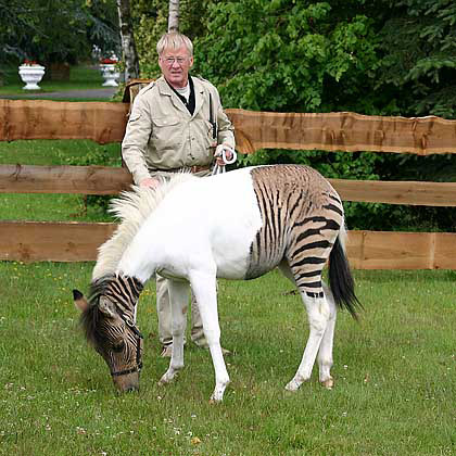 Zebra-Pferd Eclyse im Zoo Safaripark Stukenbrock