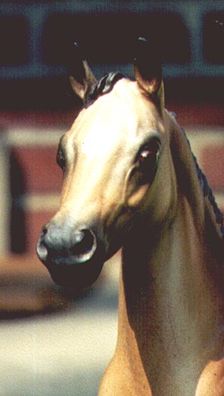 Weanling Painted by Lynn Milam